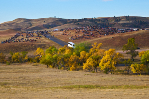 Buffalo LVS02034