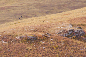 Buffalo LVS02036