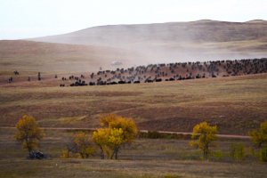 Buffalo LVS02037