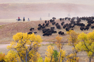 Buffalo LVS02039