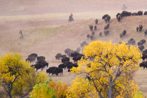 Buffalo LVS02041