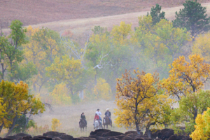 Buffalo LVS02042