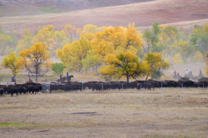 Buffalo LVS02043
