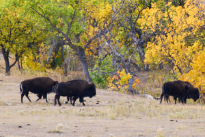 Buffalo LVS02045
