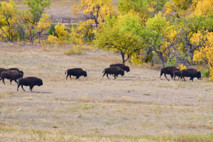 Buffalo LVS02046