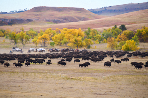 Buffalo LVS02048