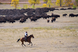 Buffalo LVS02051
