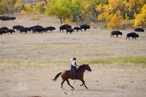 Buffalo LVS02053