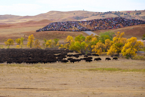 Buffalo LVS02055