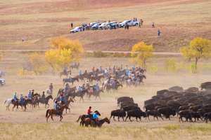 Buffalo LVS02058