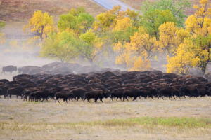 Buffalo LVS02061