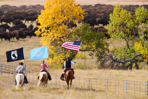 Buffalo LVS02066