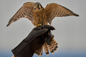 Raptor LVS00002