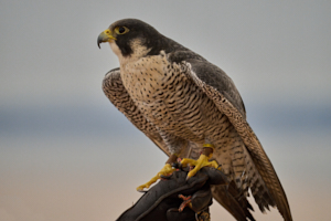 Raptor LVS00006