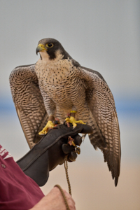 Raptor LVS00008