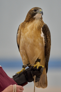 Raptor LVS00019