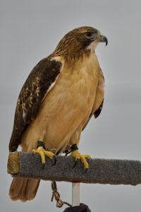 Raptor LVS00020