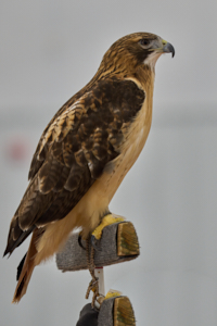 Raptor LVS00021