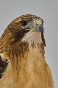 Raptor LVS00022