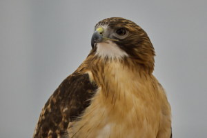 Raptor LVS00023